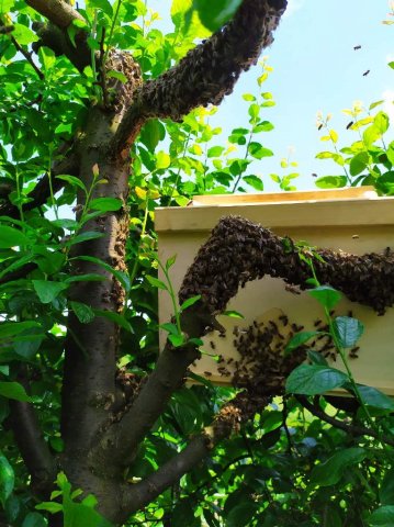 Warsztaty-pszczoły